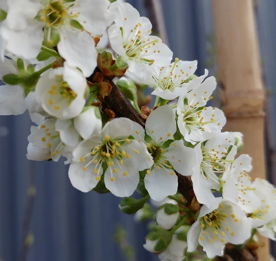 Santa Rosa Japanische Pflaume Prunus Salicina `Santa Rosa´ – Bild 2