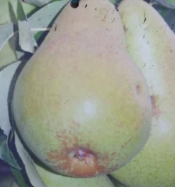 Säulenbirne `Saphira´ 150-175cm (zweijährig) Pyrus Communis `Saphira´