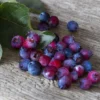Saskatoon Berry Amelanchier Alnifolia `Saskatoon Berry´