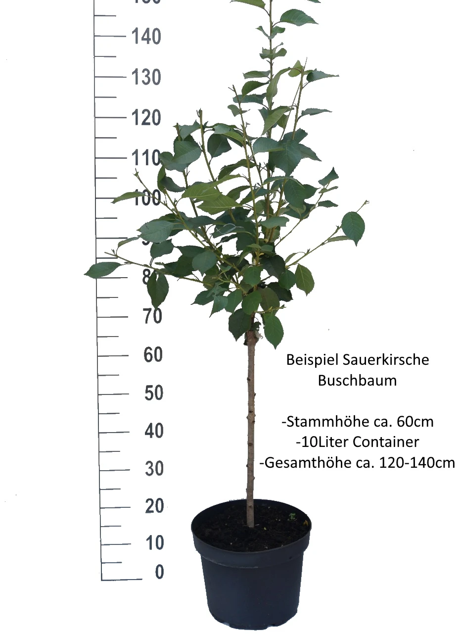 Morina ® Prunus Cerasus `Morina´ – Bild 4