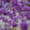 Schönfrucht, Liebesperlenstrauch Callicarpa Bodinieri `Profusion´