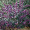 Schönfrucht `Pearl Glam´ Callicarpa