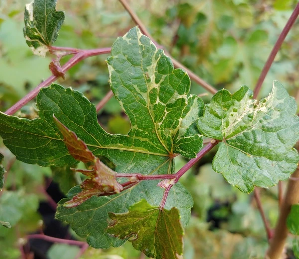 Porzellanbeere / Scheinrebe `Elegans´ Ampelopsis Brevipedunculata `Elegans´ – Bild 3