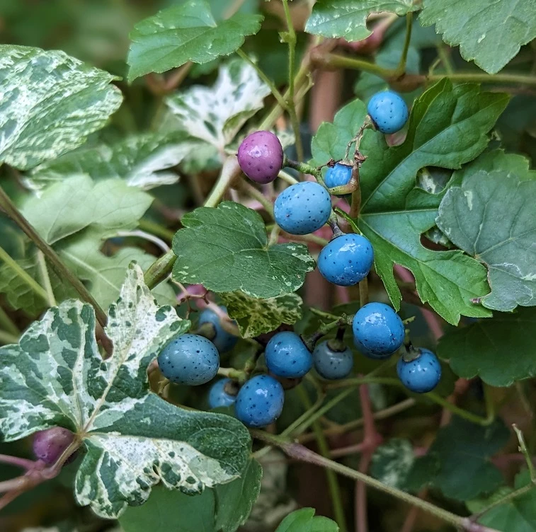 Porzellanbeere / Scheinrebe `Elegans´ Ampelopsis Brevipedunculata `Elegans´
