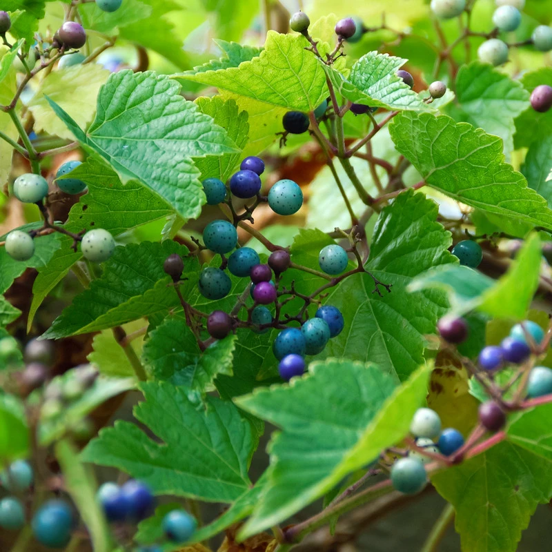 Porzellanbeere / Scheinrebe `Elegans´ Ampelopsis Brevipedunculata `Elegans´ – Bild 2