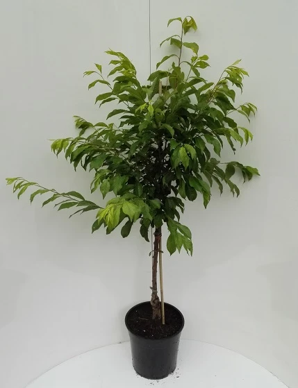 Shiro Japanische Pflaume Prunus Salicina `Shiro´ – Bild 2