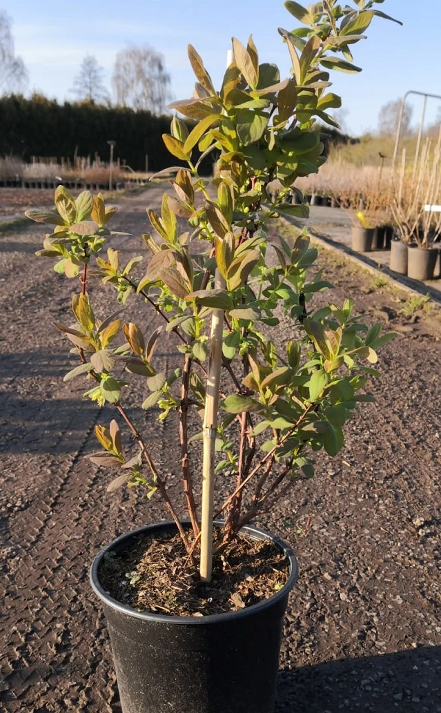 Sibirische Blaubeere / Honigbeere `Wojtek´ Lonicera Kamtschatica `Wojtek´ – Bild 2