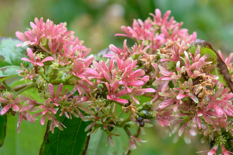 Sieben-Söhne-des-Himmels-Strauch Heptacodium Miconioides – Bild 5