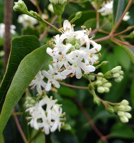Sieben-Söhne-des-Himmels-Strauch Heptacodium Miconioides – Bild 7