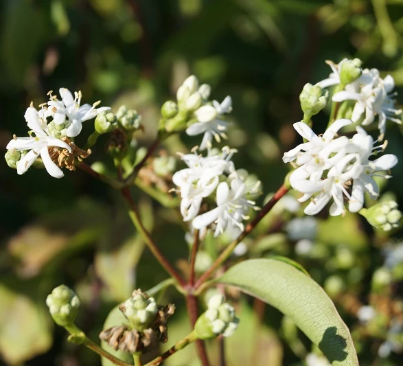 Sieben-Söhne-des-Himmels-Strauch Heptacodium Miconioides – Bild 8