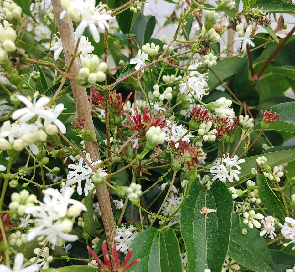 Sieben-Söhne-des-Himmels-Strauch Heptacodium Miconioides – Bild 4