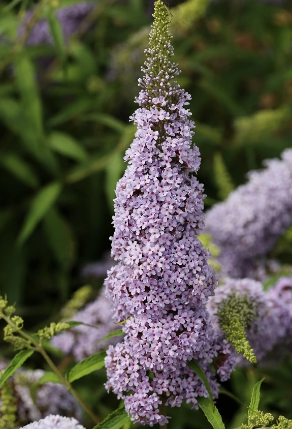 Schmetterlingsflieder Butterfly Candy® (versch. Farben) Buddleja Davidii – Bild 5