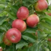 Säulenapfel `SonateⓈ´ Malus Domestica `Sonate´
