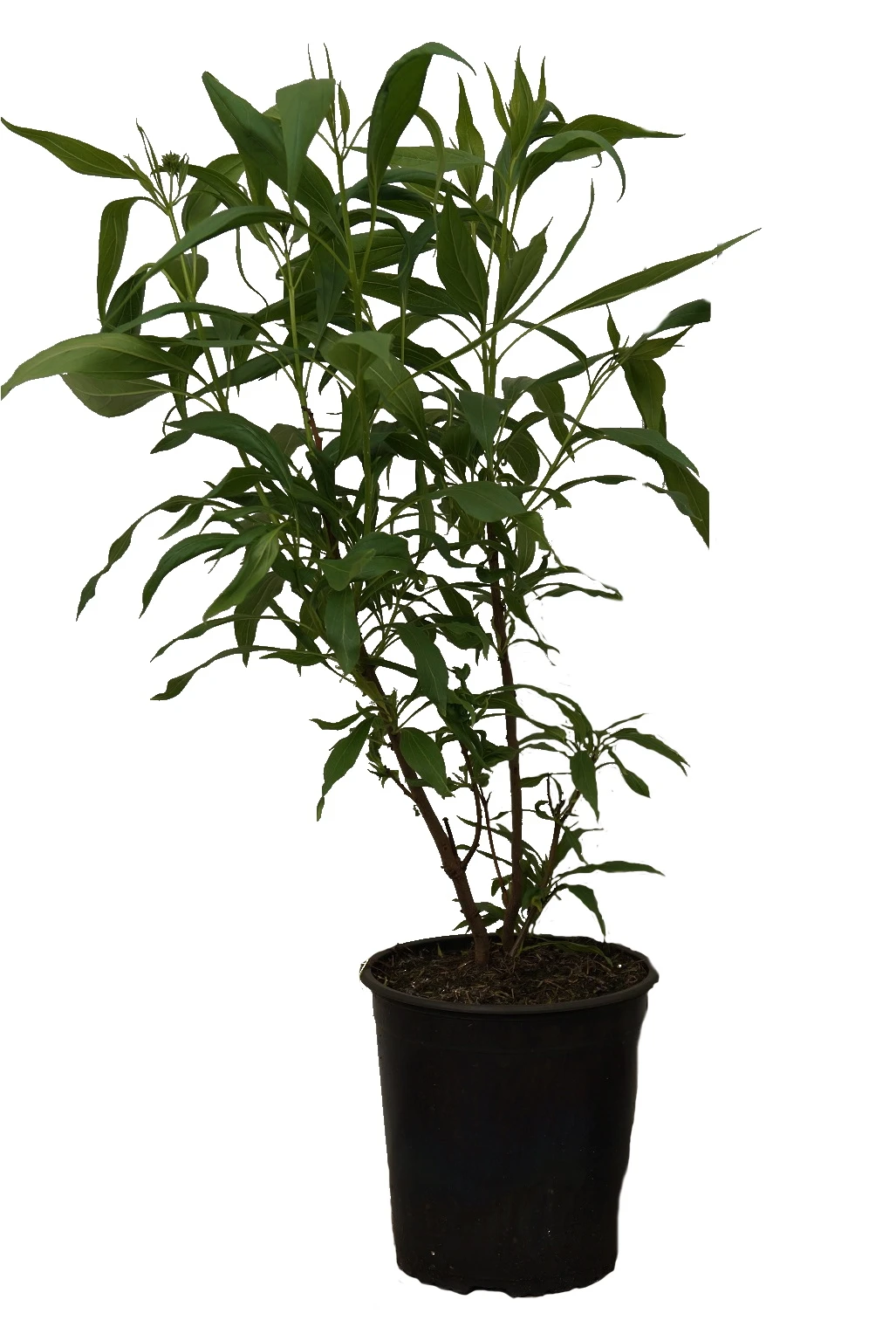 Sommerglocke / Baumoleander `Summer Bells´ Chitalpa Tashkentensis `Summer Bells´ – Bild 5