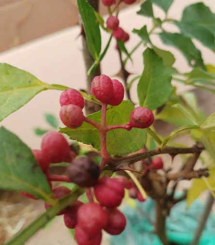 Szechuan Pfeffer Zanthoxylum Simulans – Bild 3