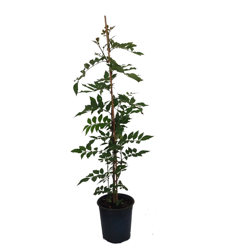 Szechuan Pfeffer Zanthoxylum Simulans – Bild 2