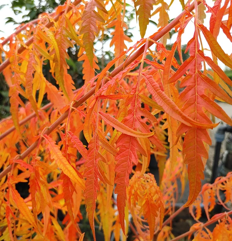 Essigbaum `Tiger Eyes´ Rhus Typhina `Tiger Eyes´ – Bild 4