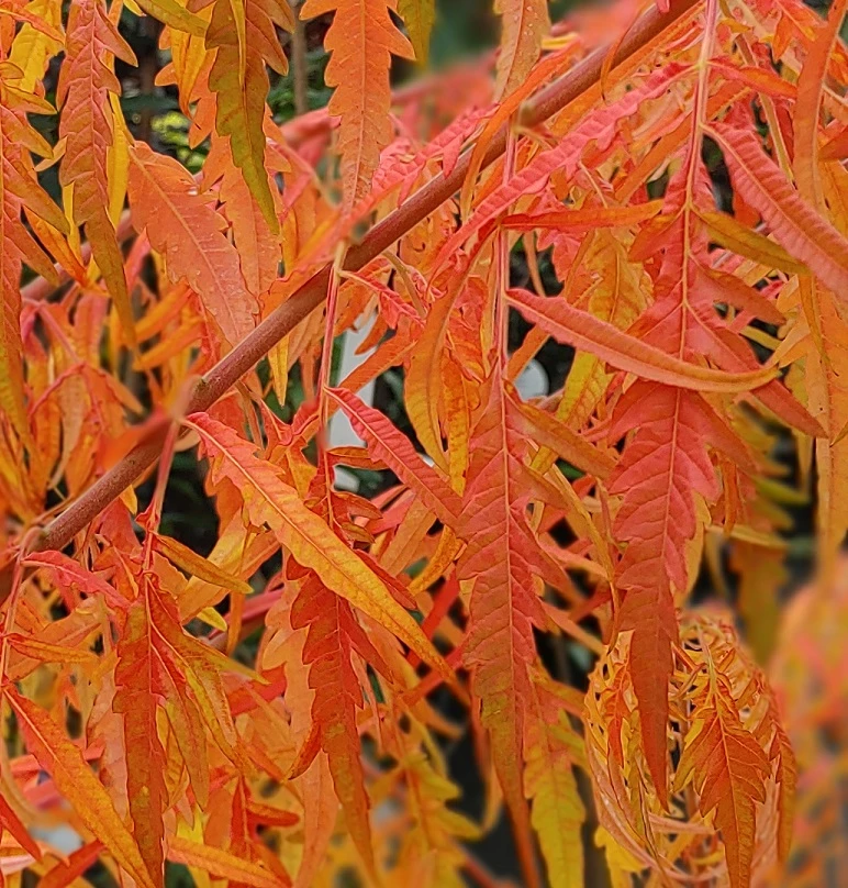 Essigbaum `Tiger Eyes´ Rhus Typhina `Tiger Eyes´ – Bild 3