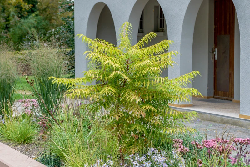 Essigbaum `Tiger Eyes´ Rhus Typhina `Tiger Eyes´