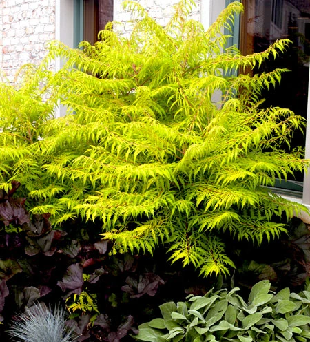 Essigbaum `Tiger Eyes´ Rhus Typhina `Tiger Eyes´ – Bild 2