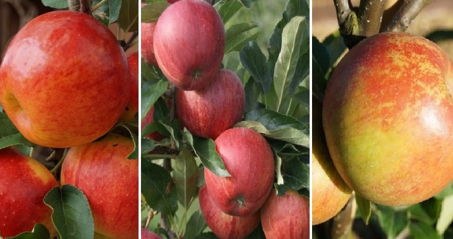 Halbstamm Drei-Sorten Apfelbaum (Gala, Elstar, Jonagold, Cox Orange) Malus Domestica