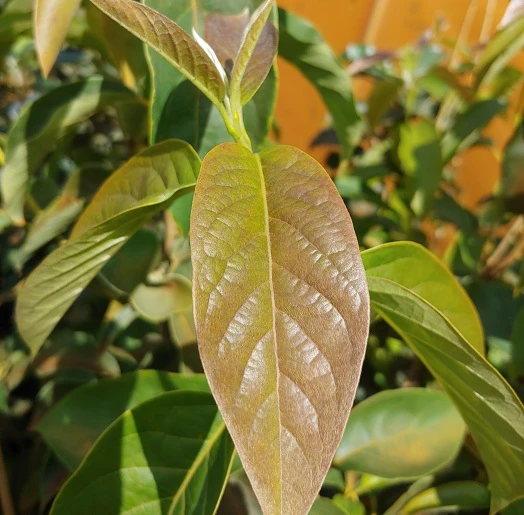 Schwarzer Tupelobaum Nyssa Sylvatica – Bild 3