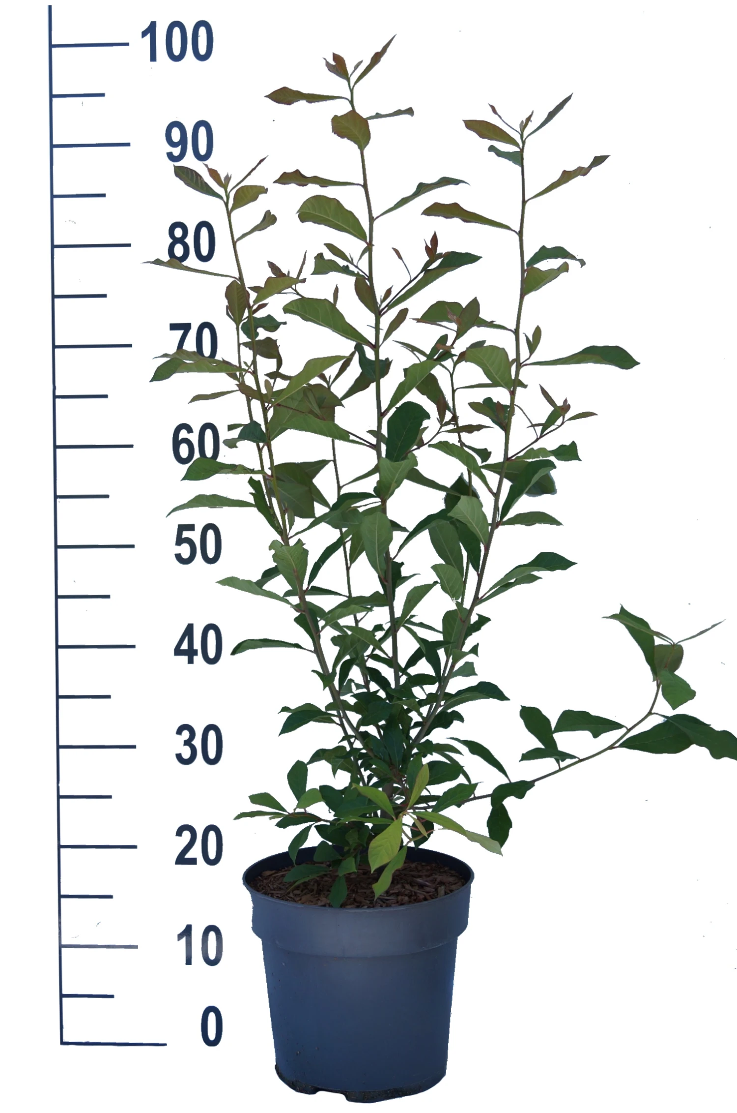 Schwarzer Tupelobaum Nyssa Sylvatica – Bild 6