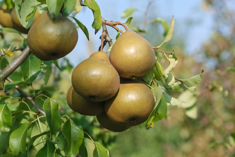 Uta Pyrus Communis `Uta´ – Bild 2