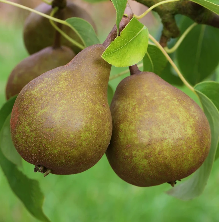 Uta Pyrus Communis `Uta´ – Bild 3