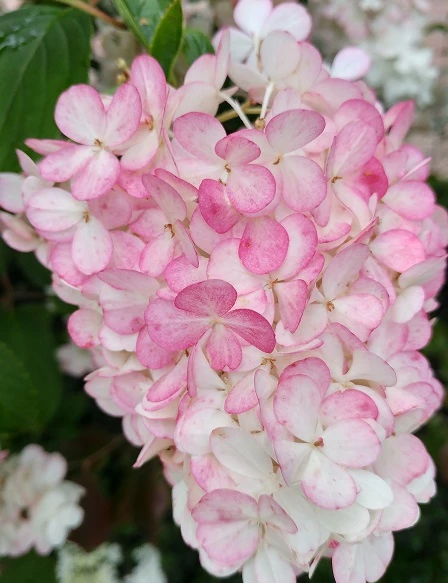 Rispenhortensie `Vanille-Fraise´ Hydrangea Paniculata `Vanille Fraise´ – Bild 3