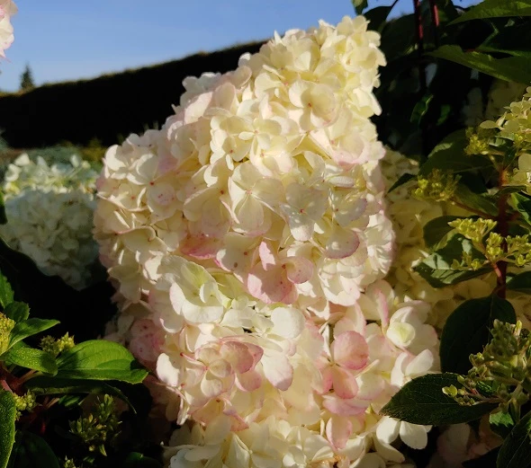 Rispenhortensie `Vanille-Fraise´ Hydrangea Paniculata `Vanille Fraise´ – Bild 2
