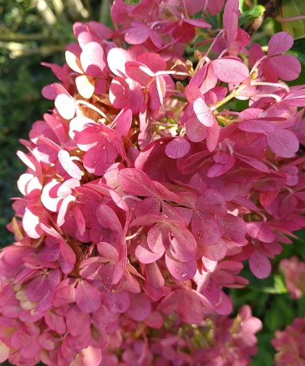 Rispenhortensie `Vanille-Fraise´ Hydrangea Paniculata `Vanille Fraise´ – Bild 6