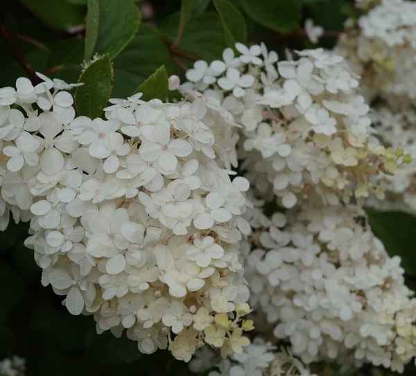 Rispenhortensie `Vanille-Fraise´ Hydrangea Paniculata `Vanille Fraise´ – Bild 5
