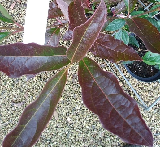 Amerikanischer Schneeball `Brandywine´ Viburnum Nudum `Brandywine´ – Bild 6