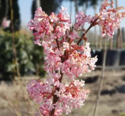 Duftender Winterschneeball `Dawn´ Viburnum Bodnantense `Dawn´