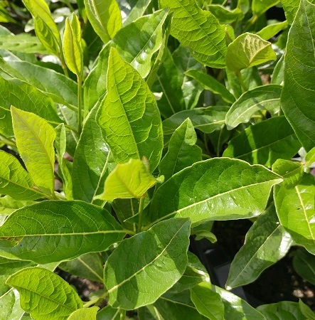 Amerikanischer Schneeball `Brandywine´ Viburnum Nudum `Brandywine´ – Bild 5