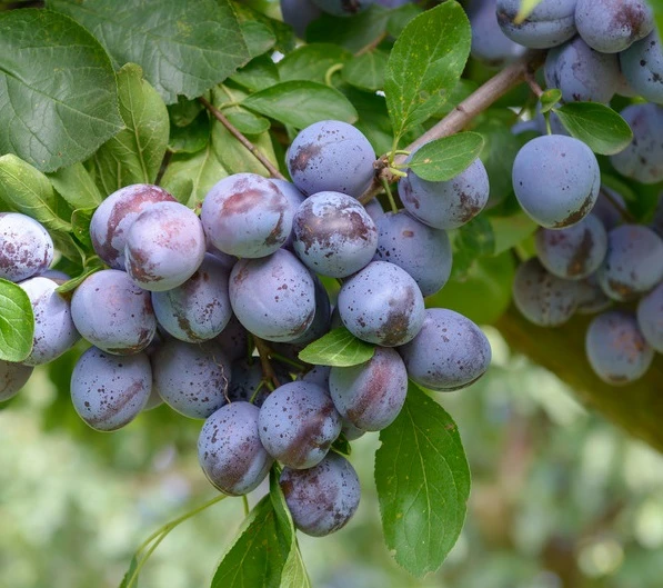 Wangenheims Frühzwetsche Prunus Domestica `Wangenheim´s Frühzwetsche´