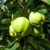 Weißer Klarapfel Malus Domestica