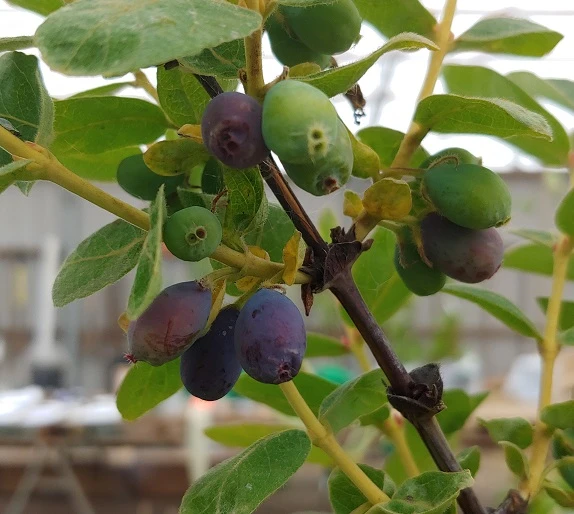 Sibirische Blaubeere / Honigbeere `Wojtek´ Lonicera Kamtschatica `Wojtek´