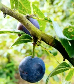 Zibarte Voraussichtlich Ab Juni/Juli Wieder Verfügbar