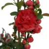 Zierquitte `Pink Storm´ Chaenomeles Japonica `Pink Storm´