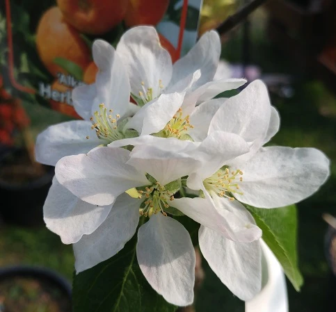 Alkmene Malus Domestica – Bild 4