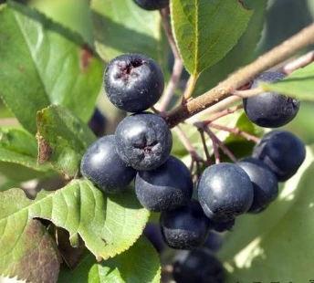 Aronia- Apfelbeere Hugin Aronia Melanocarpa `Hugin´ – Bild 2