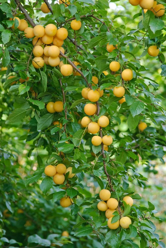 Kirschpflaume Prunus Cerasifera – Bild 3