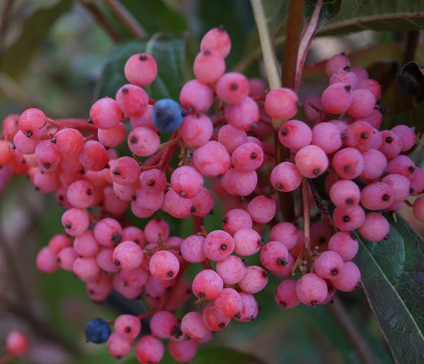 Amerikanischer Schneeball `Brandywine´ Viburnum Nudum `Brandywine´ – Bild 2