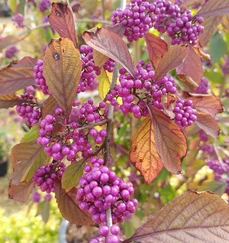 Schönfrucht, Liebesperlenstrauch Callicarpa Bodinieri `Profusion´ – Bild 4