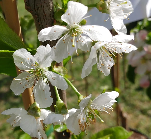Säulenkirsche `Claudia´ Prunus Avium `Claudia´ – Bild 2