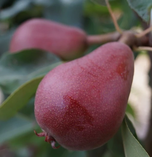 Säulenbirne `Decora´ (zweijährig) Pyrus Communis `Decora´ – Bild 2