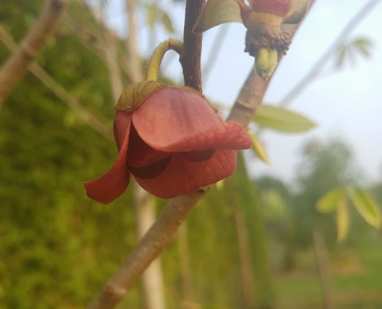 Indianerbanane (Halbstamm 160-180cm) Asimina Triloba – Bild 3