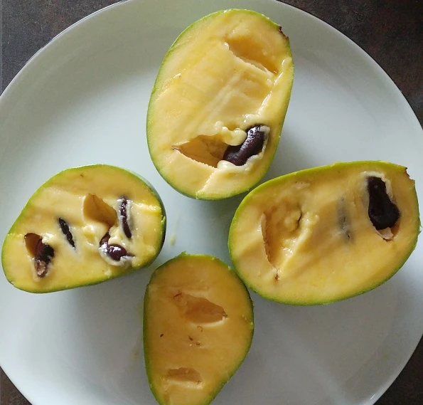 Veredelte Indianerbanane (Paw Paw) `Prima 1216´ Asimina Triloba `Prima 1216´ – Bild 2